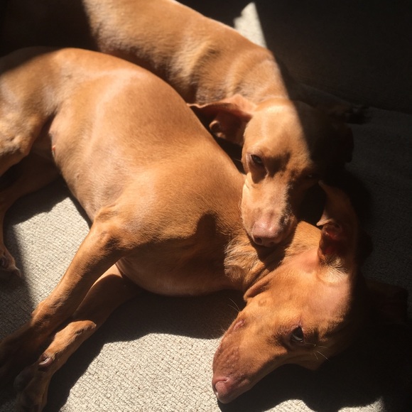 Meet your Posher, Abigail 🐚 - Picture 7 of 8